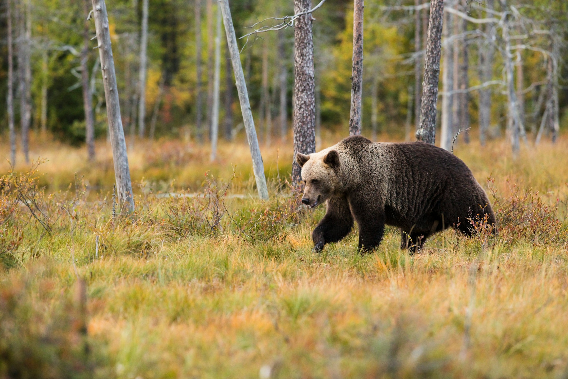 L'homme ou l'ours