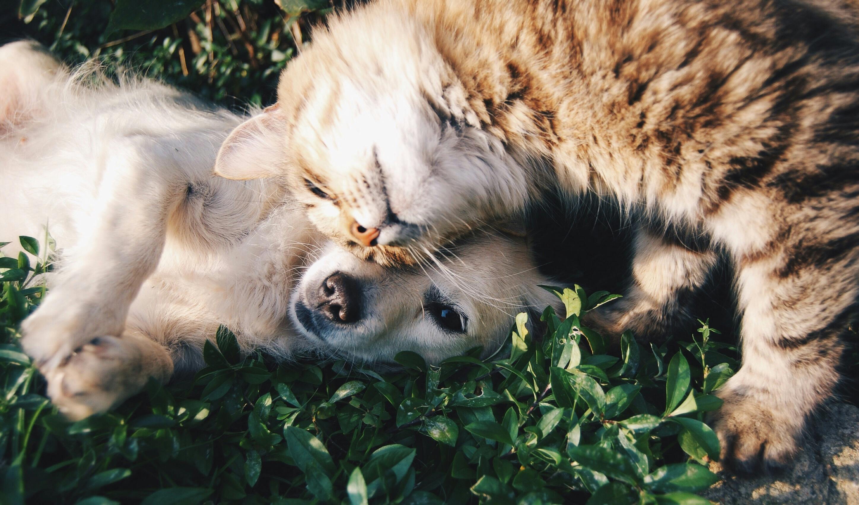 Nos précieux compagnons