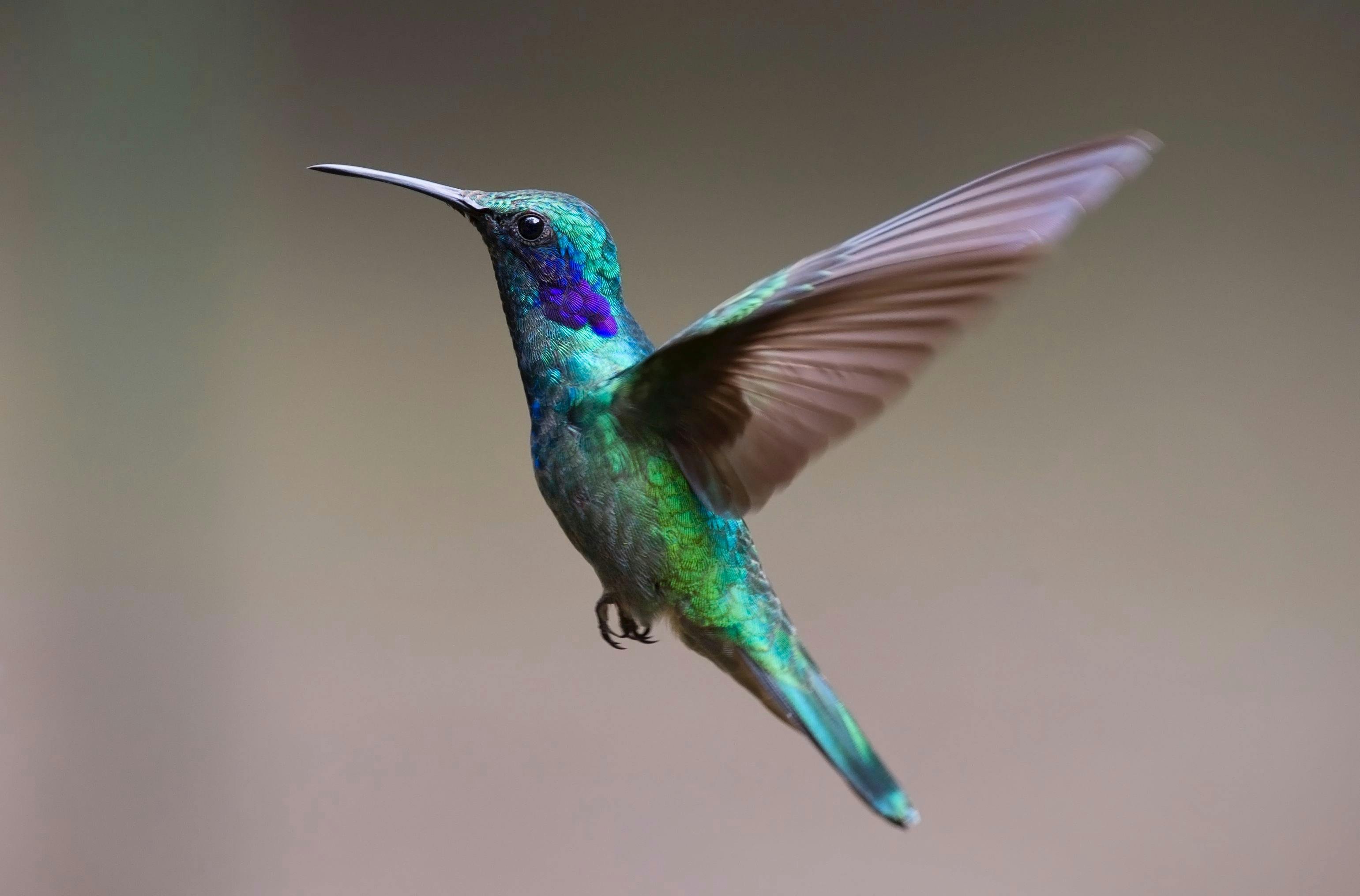 L’idylle démolie par la hantise du colibri