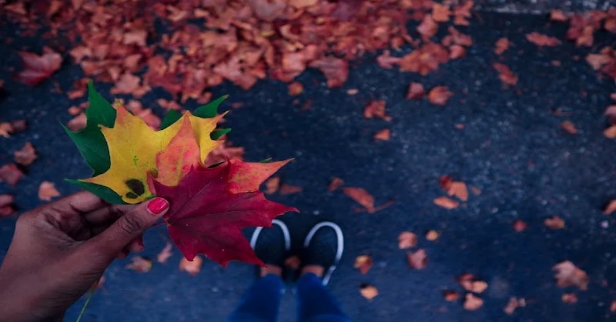 L'automne