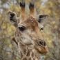 Girafe * - La Polyvalente des Monts