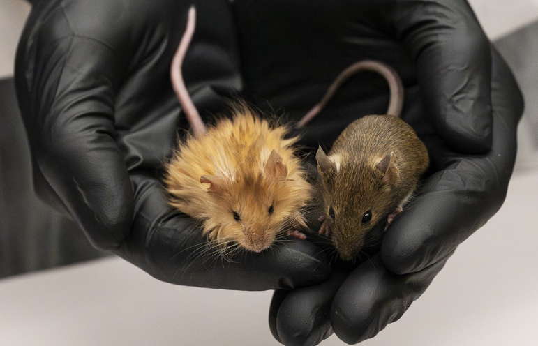 Création de souris velues – une nouvelle étape franchie dans la quête pour ramener les mammouths