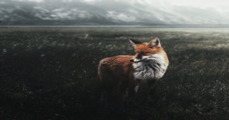 « Vie de renard »