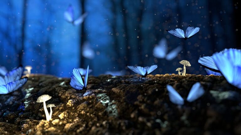 L’effet papillon