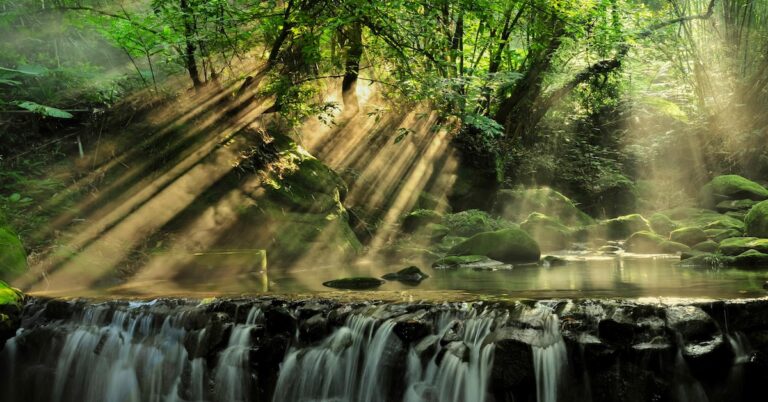 La forêt : mille et une merveilles