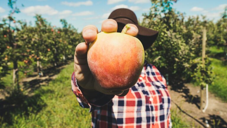 Cueillir sa pomme