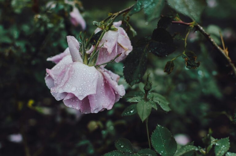 No rain, no flower