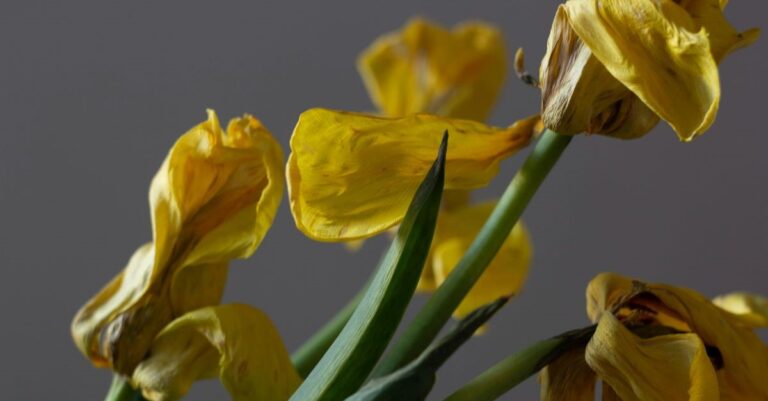 Ma tulipe