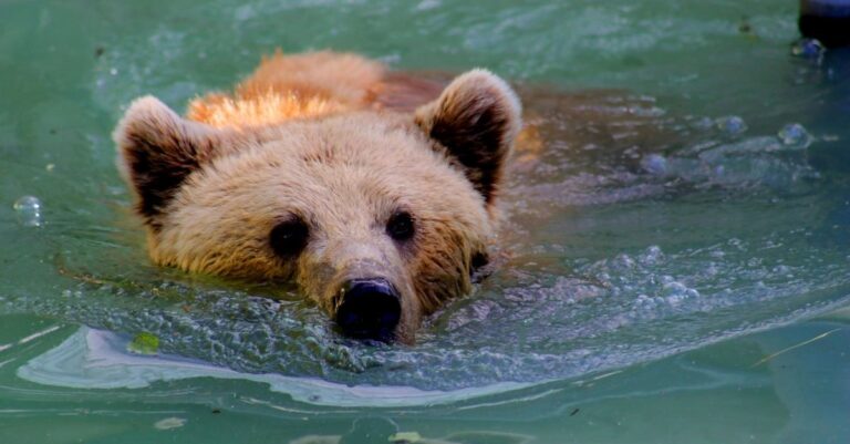 Homme ou ours ?