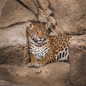 Jaguar *