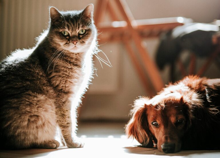 La vie sentimentale des animaux